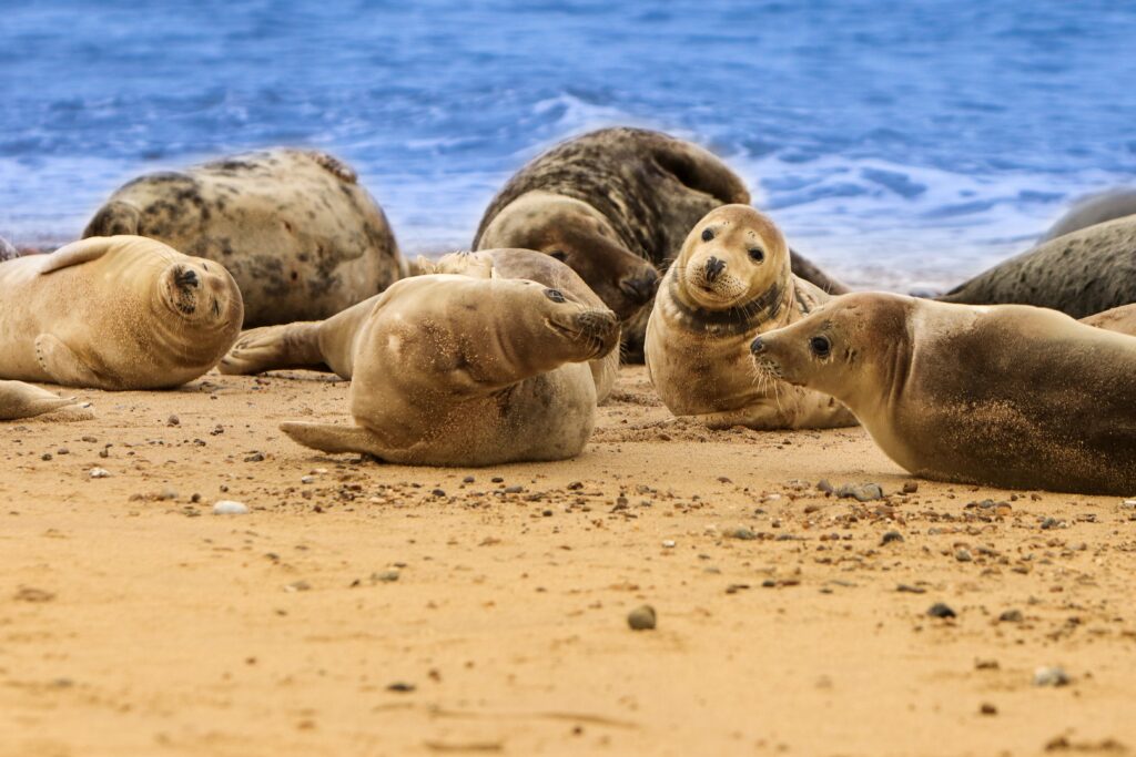 Seal Walk Long Island A MustExperience Wildlife Adventure We Like