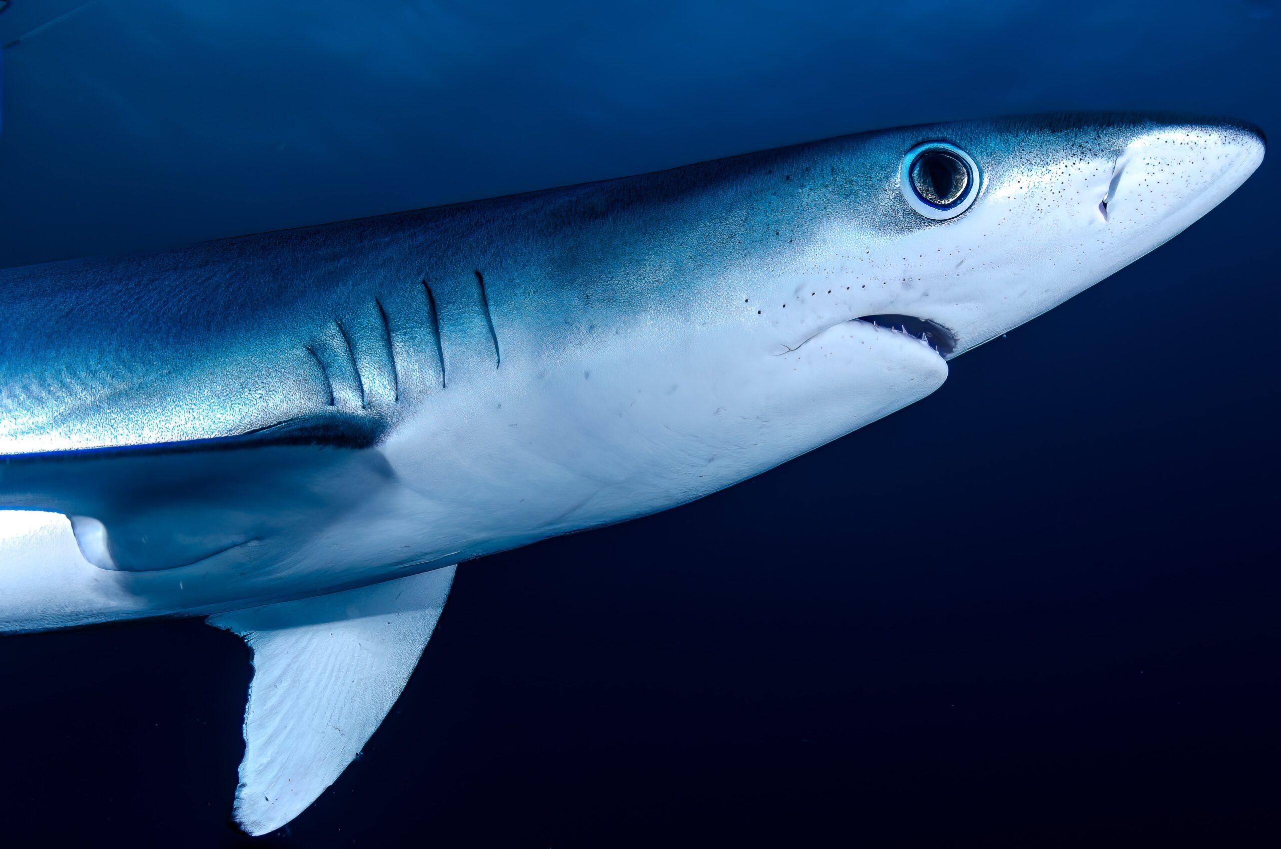 Types of Sharks in Long Island: A Detailed Guide for Enthusiasts - We