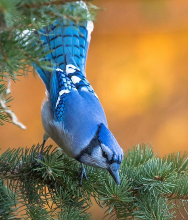 Are there bluejays on Long Island