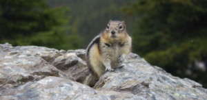 are there chipmunks on long island 2