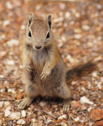 Are There Chipmunks on Long Island? Uncovering the Nature's Hidden