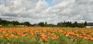 pumpkin farms north fork long island 1