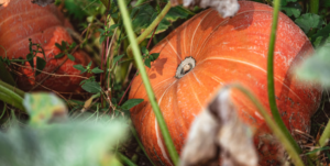 pumpkin farms north fork long island 2