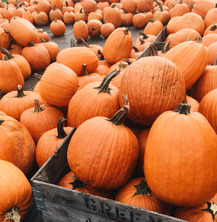 pumpkin farms north fork long island