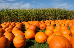 pumpkin picking long island 1