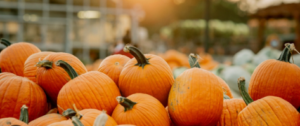 pumpkin picking long island 2