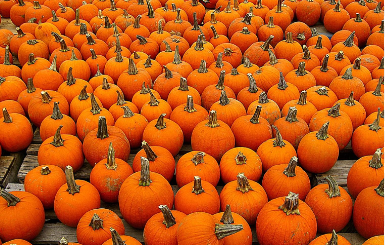pumpkin picking long island
