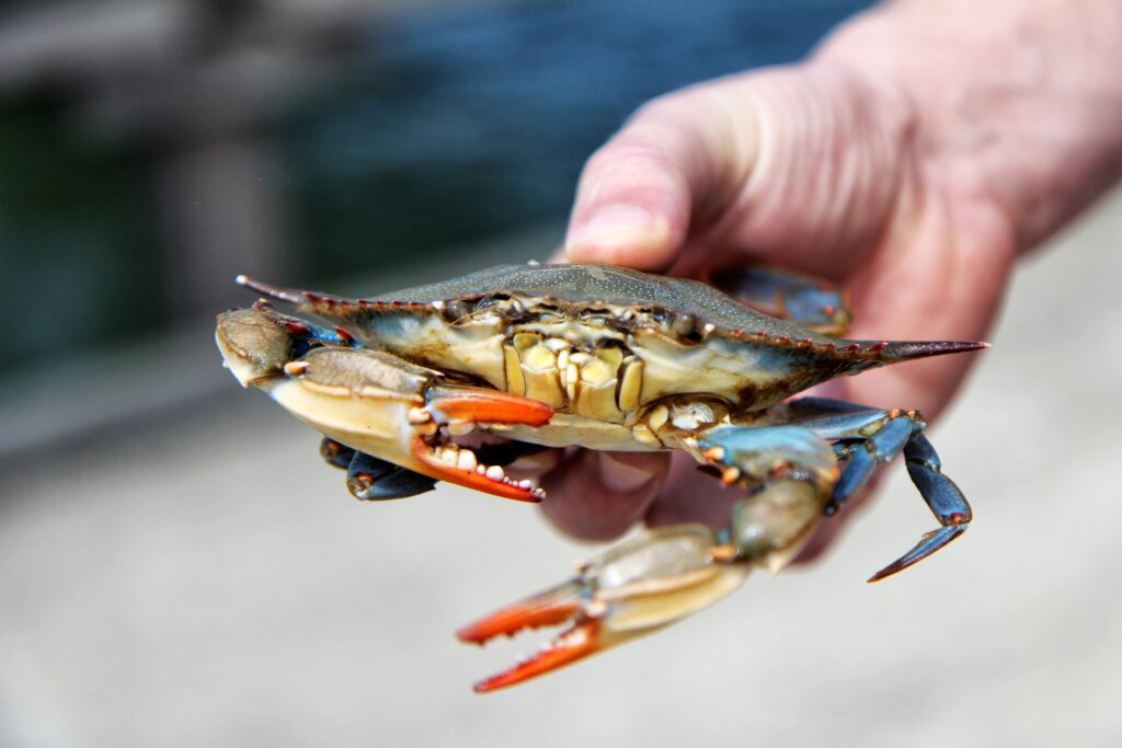 "Where Can You Go Crabbing on Long Island Top Spots and Tips for 2024
